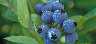 Blueberries